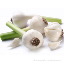 Loose Packing Top Fresh White Garlic